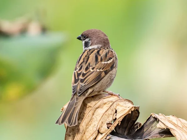 Mignon moineau de maison brun debout sur un bâton de bois observant ses environs — Photo