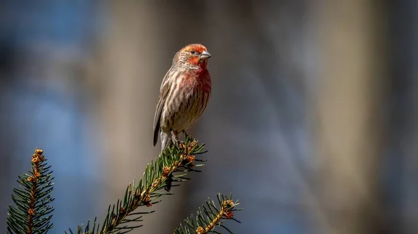 Roselin Domestique Perché Sur Une Branche — Photo