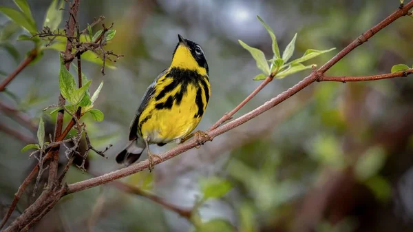 Magnolia Warbler Shot Boardwalk Spring Migration Magee Marsh Wildlife Area — стокове фото