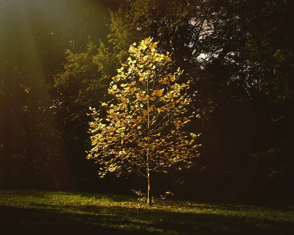 Прекрасне маленьке дерево з осіннім листям, що росте в парку під сонячним світлом — стокове фото
