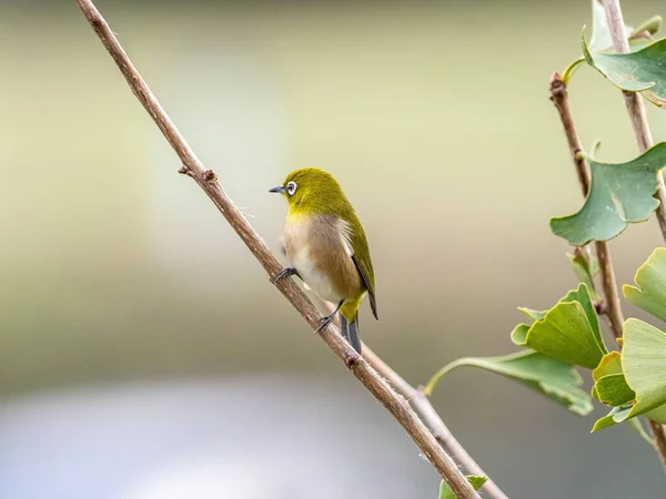 Selektive Fokusaufnahme eines niedlichen exotischen Vogels, der auf einem Ast mitten im Wald steht — Stockfoto