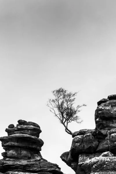 Вертикальний Сірий Знімок Дерева Росте Скелі — стокове фото