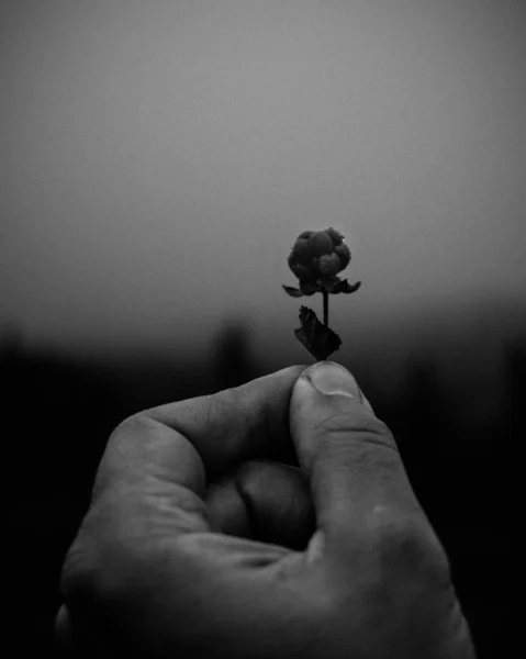 在模糊的背景上握着一朵小花的一只手的灰度特写 — 图库照片