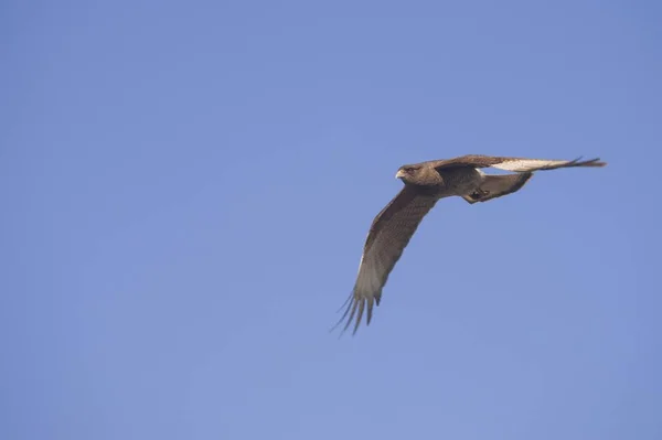 Tiro de ângulo baixo de uma águia dourada que voa abaixo do céu azul claro - conceito de liberdade — Fotografia de Stock