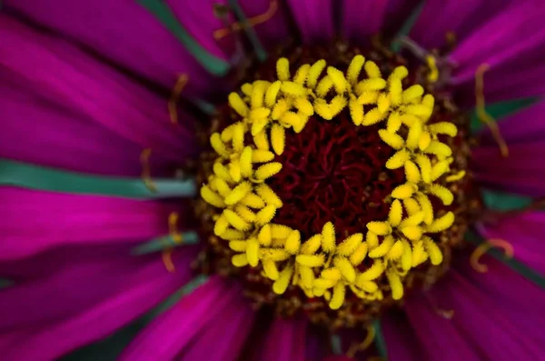 Mor Yapraklı Bir Çiçeğin Yakın Plan Fotoğrafı Doğal Bir Duvar — Stok fotoğraf