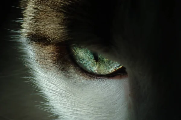 Közelkép a gyönyörű szeme egy fekete-fehér macska — Stock Fotó