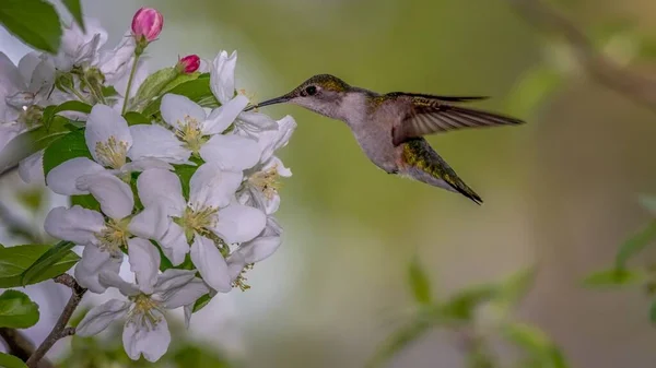 Ruby Throated Hummingbird Τρέφονται Λουλούδια — Φωτογραφία Αρχείου
