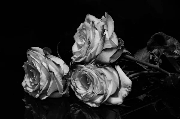 Detailní záběr růží ve stupních šedi odrážející se od černého pozadí na stole — Stock fotografie