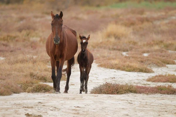 美しい茶色の馬と赤ちゃんが野原を歩いている — ストック写真
