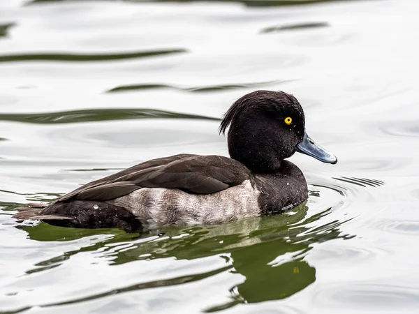 Vacker söt större caup anka med uttrycksfulla ögon i mitten av sjön — Stockfoto