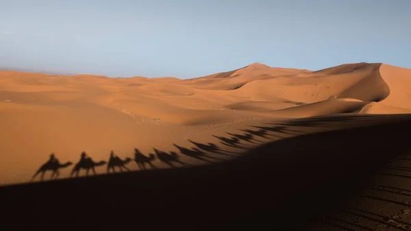 Sombra de los camellos y sus jinetes se extendían sobre las dunas del desierto —  Fotos de Stock