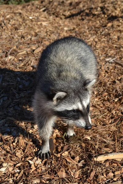 Small raccoon with grey fur walking through Harding Park in San Francisco — Stockfoto