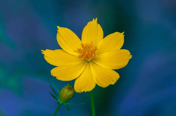 Mavi arkaplanda çiçek açan sarı bir kozmos sülfür bitkisinin seçici odak noktası. — Stok fotoğraf