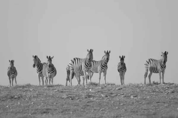 Серый кадр зебр, стоящих вдалеке — стоковое фото