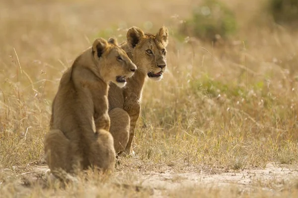 Deux Lionnes Assises Sur Champ Couvert Herbe Milieu Jungle — Photo