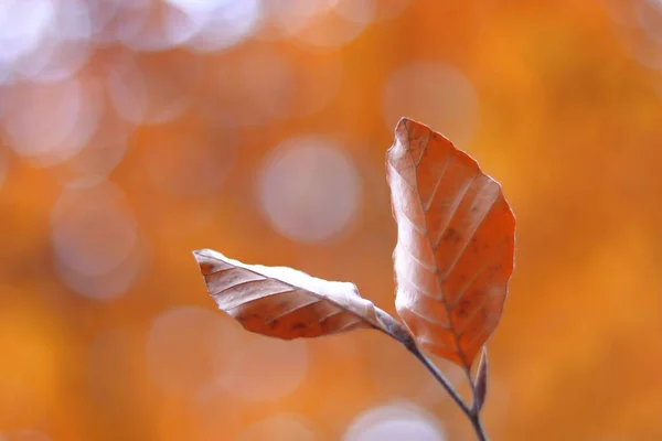 Detailní záběr suchého listí na větvi stromu v parku s rozmazaným pozadím a efektem bokeh — Stock fotografie