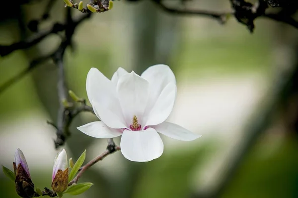 Tiro de close-up de uma flor branca anexada a um ramo — Fotografia de Stock