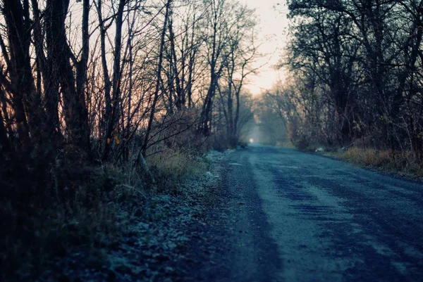 背景には夕日を背景に枯木に囲まれた道路の美しい景色 — ストック写真