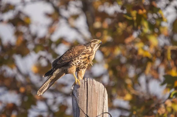 Brown red-tailed hawk perched on a tree log with a blurred background — Stock Photo, Image