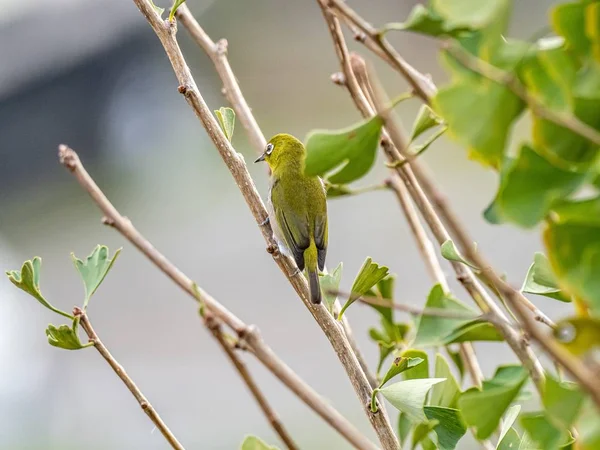 Selektiv fokusbild av en söt exotisk fågel som står på en trädgren mitt i en skog — Stockfoto