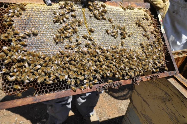 Primer plano de un montón de abejas en un panal creado por ellos lleno de deliciosa miel —  Fotos de Stock