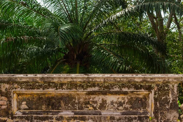 A palm tree plantation in South East Asia, The trees are used for Palm Oil production.