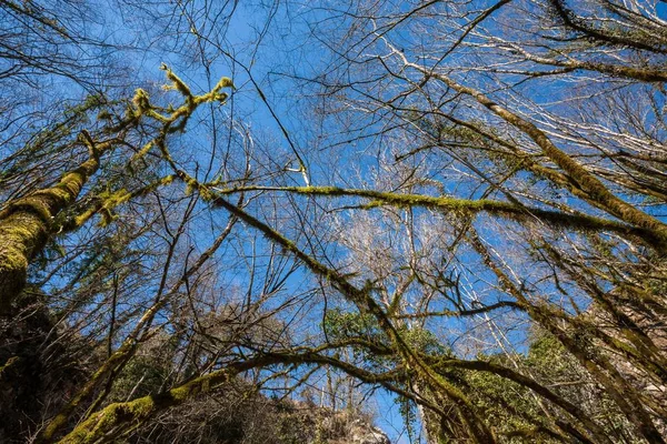 Снимок Сухих Деревьев Водопада Бутори Полуострове Истрия Хорватия — стоковое фото