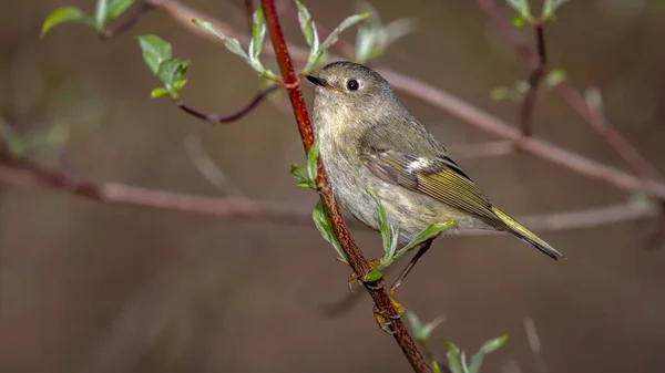 Ruby Crowned Kinglet Regulus Calendula Время Весенней Миграции Заповеднике Маги — стоковое фото