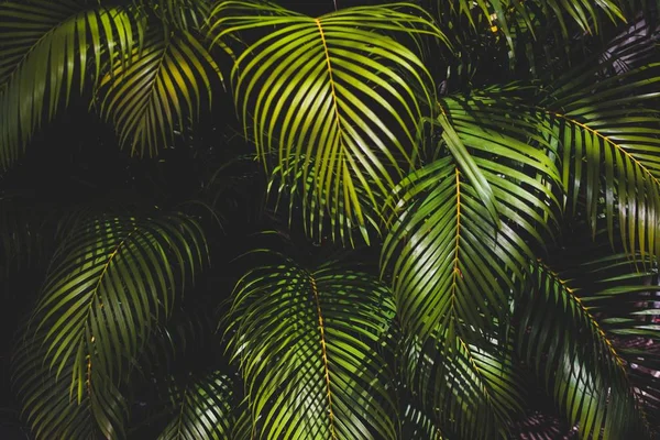 Primer plano de las hojas de una planta exótica de babassu para el fondo — Foto de Stock