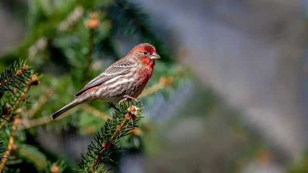 House Finch Perched Branch — Stock Photo, Image