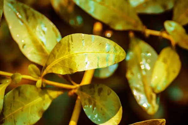 Close-up shot van kleine gele bladeren bedekt in de ochtend dauw — Stockfoto