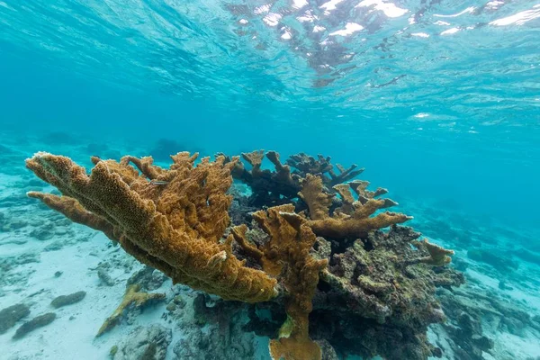 Чудовий кадр таємничого підводного світу в Бонайрі (Карибське море). — стокове фото