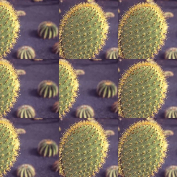 9-częściowy kolaż kaktusów jeża na fioletowym tle — Zdjęcie stockowe