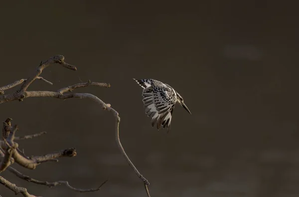 Hermosa foto de un pájaro carpintero de plumas marrón en pleno vuelo con sus alas abiertas — Foto de Stock