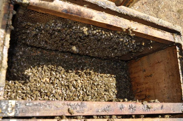 Foto de alto ángulo de abejas trabajadoras creando un delicioso panal en una colmena —  Fotos de Stock