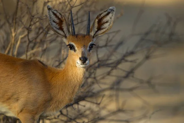 一只美丽的野鹿在树旁的选择性镜头 — 图库照片
