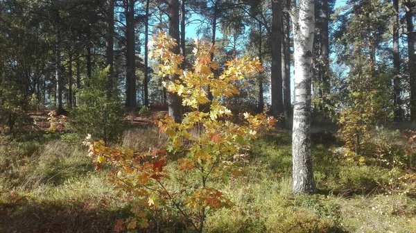 Malý strom se žlutými listy rostoucí v lese za slunečného dne — Stock fotografie