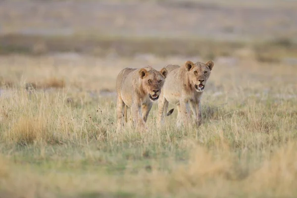 两只狮子张着嘴走路 寻找祈祷的有选择的焦点镜头 — 图库照片