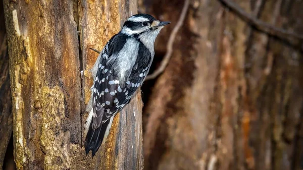 Downy Woodpecker Dryobates Pubescens Κατά Διάρκεια Της Χρυσής Ώρας — Φωτογραφία Αρχείου