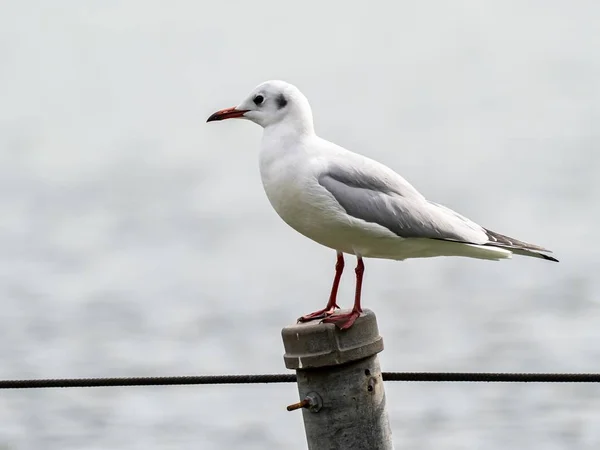 Niedlichen weißen europäischen Hering Möwe steht auf einem Holzstab mit einem See auf dem Hintergrund — Stockfoto