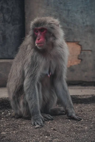 Een Verticaal Portret Van Een Grote Japanse Makaak Die Grond — Stockfoto