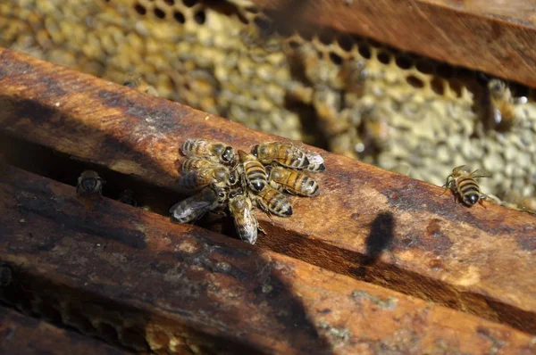 Nahaufnahme selektive Fokusaufnahme einer Gruppe von Bienen, die kaum arbeiten, um eine Wabe zu füllen — Stockfoto