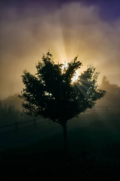 Tiro Vertical Uma Única Árvore Com Raios Sol Brilhantes Fundo — Fotografia de Stock