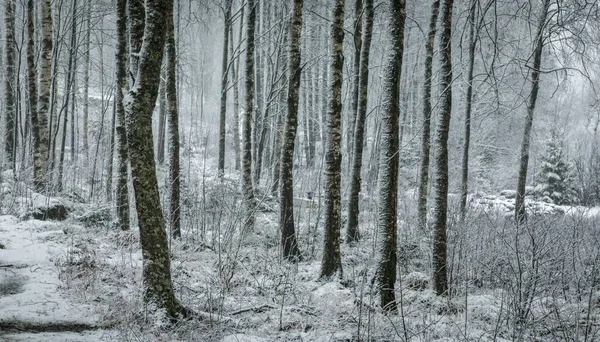 Egy Gyönyörű Kép Egy Titokzatos Erdőről Amit Borít Tél Folyamán — Stock Fotó