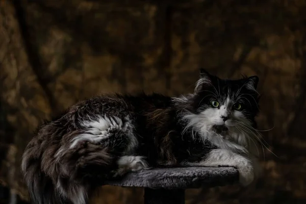 Primer plano de un gato de pelo largo blanco y negro acostado en una piedra orgullosa de sí misma — Foto de Stock