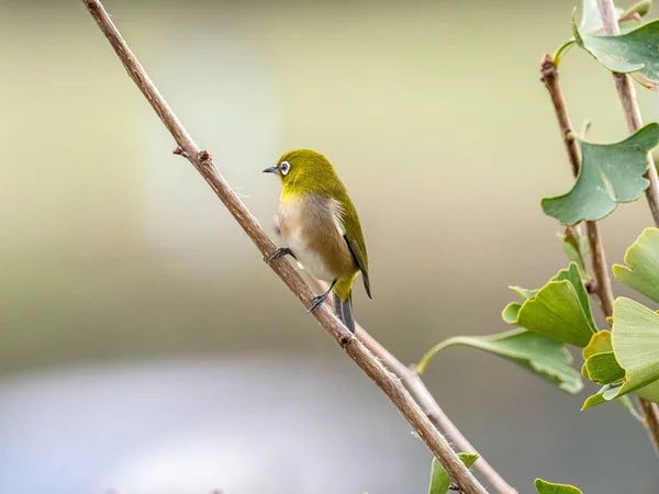 Selektivní zaostření záběr roztomilý exotický pták stojící na větvi stromu uprostřed lesa — Stock fotografie