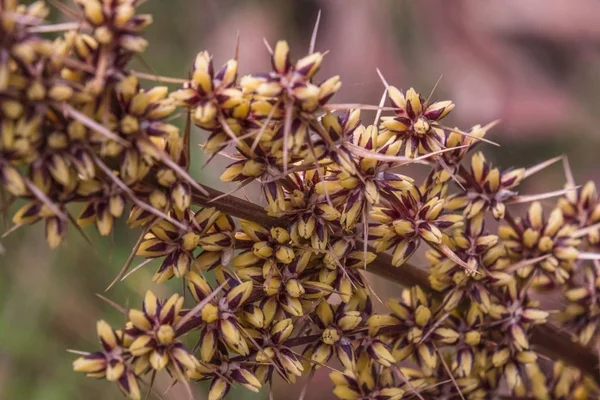 Fotografía selectiva de una planta con flores de Actinotus Helianthi que crece en medio de un bosque — Foto de Stock