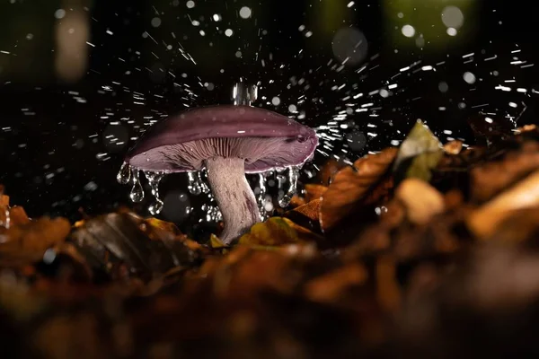 Selective Focus Shot Water Splashing Mushroom Growing Middle Autumn Forest — Stock Photo, Image