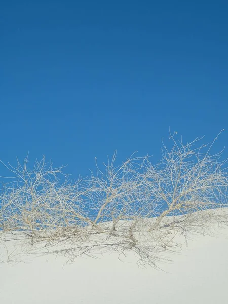 Treet Grener White Sands National Monument Chihuahuan Ørkenen Blå Himmel – stockfoto