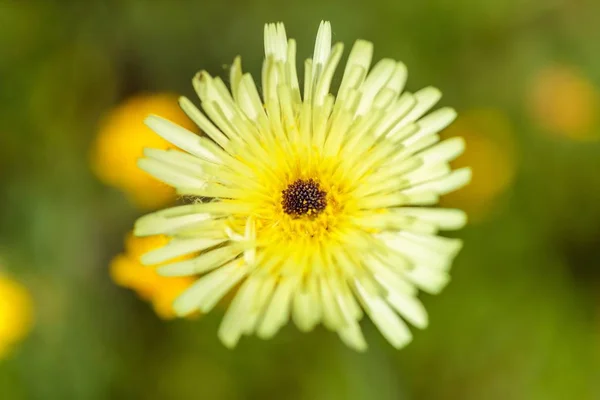 Close-up shot van een mooie gele bloem op een wazige achtergrond — Stockfoto